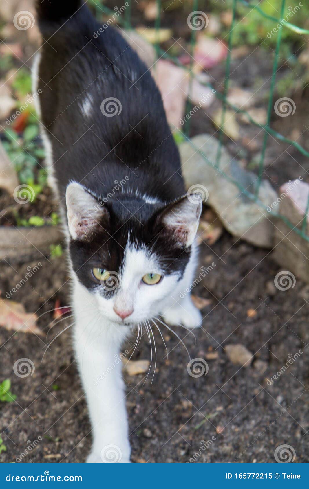 Gatos negros y blancos imagen de archivo. Imagen de cazador - 165772215