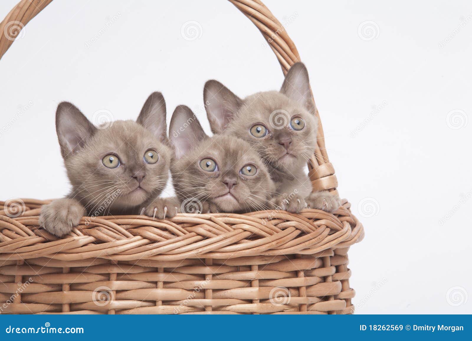 Gatti Burmese in grande cestino. Abbastanza piccolo gatto Burmese della razza di colore pallido (di colore paglierino). isolato sopra priorità bassa bianca