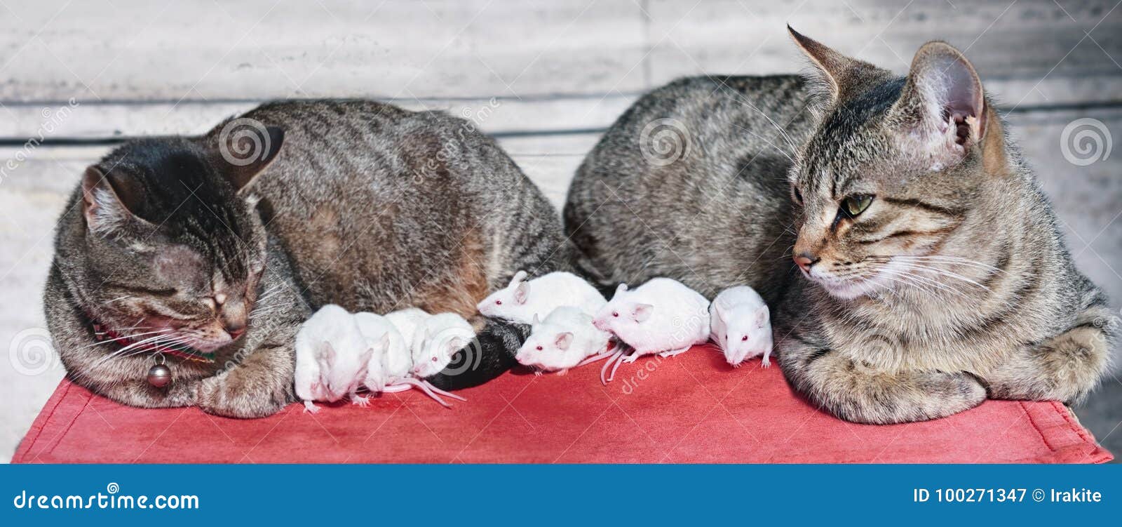 Gatti E Topi Immagine Stock Immagine Di Amici Mammifero 100271347
