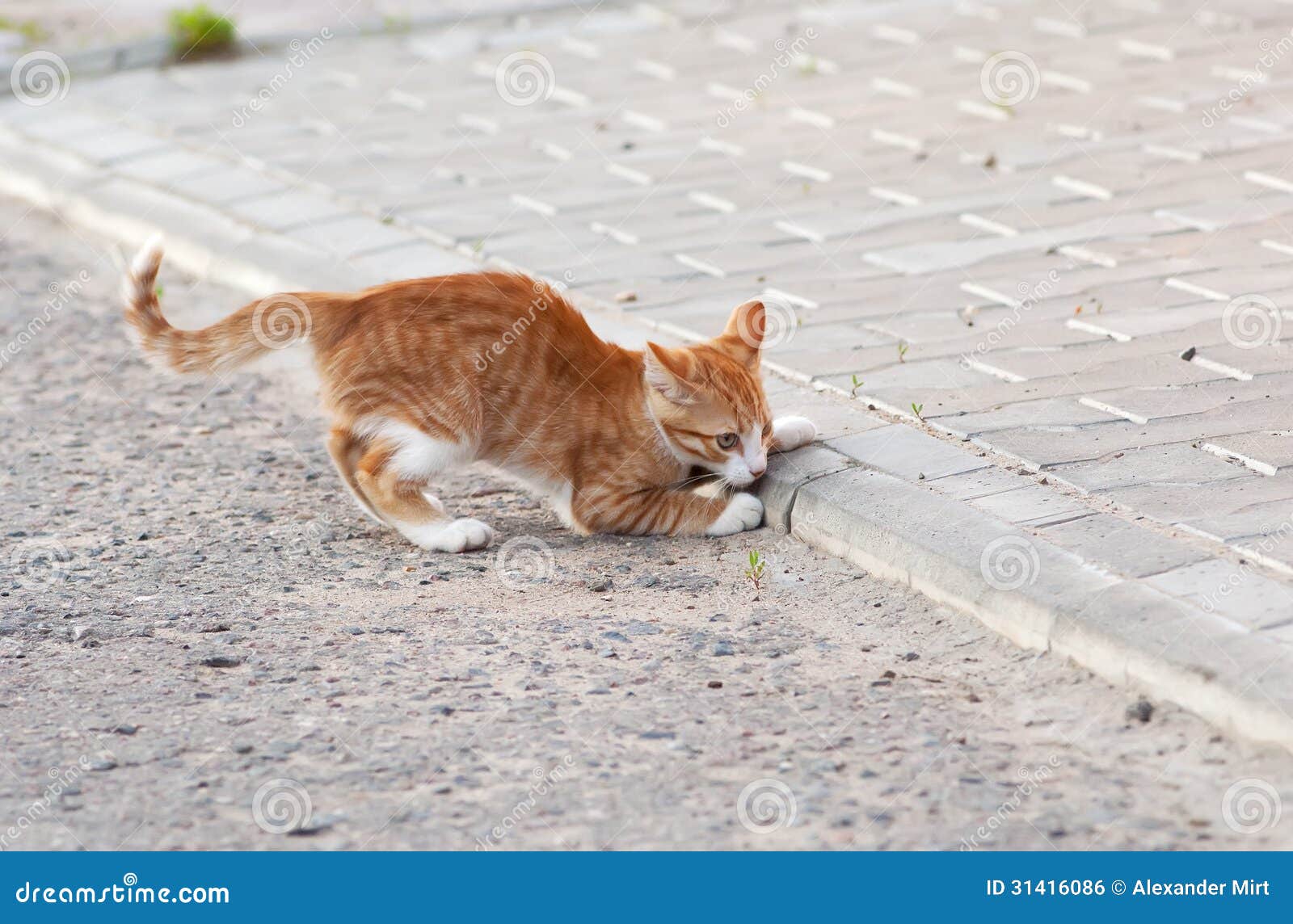 Gattino che gioca su una strada. Piccolo gioco rosso del gattino sulla strada il giorno soleggiato su estate