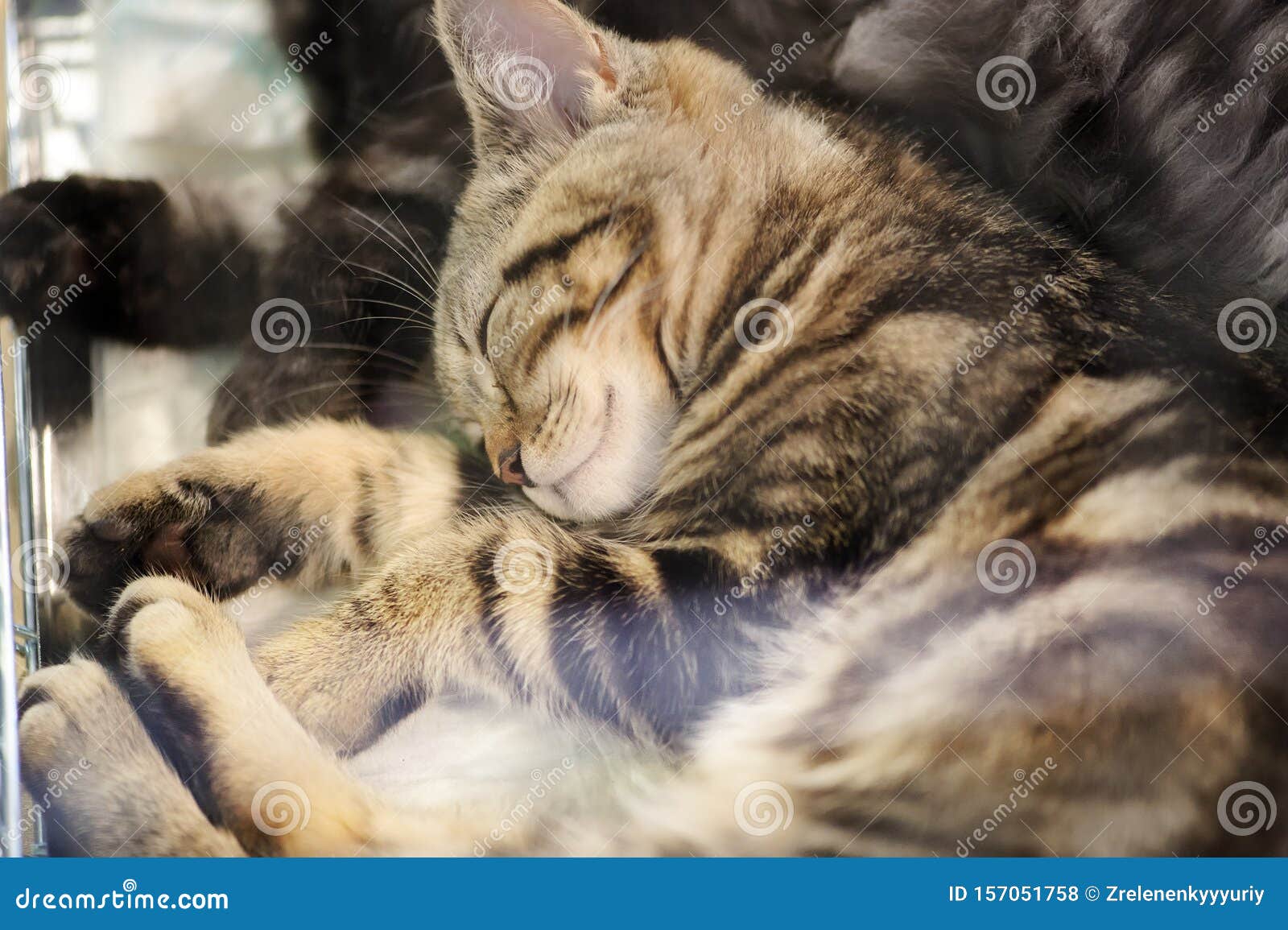 Gattino Dormiente Fotografia Stock Immagine Di Famiglia