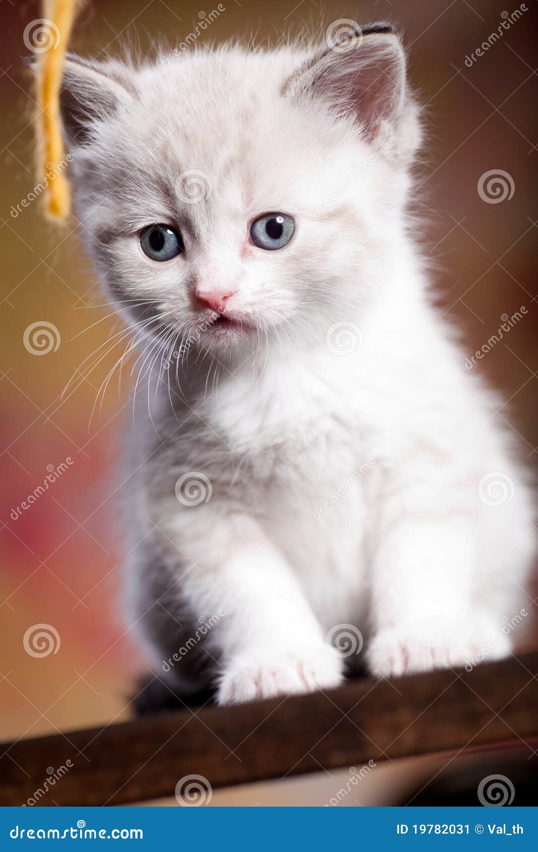Ritratto di giovane piccolo gattino persiano