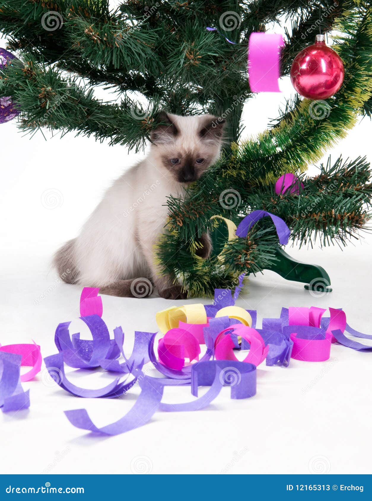 Quando Si Disfa L'albero Di Natale Gattino Sotto L'albero Di Natale Immagine Stock - Immagine di adorabile