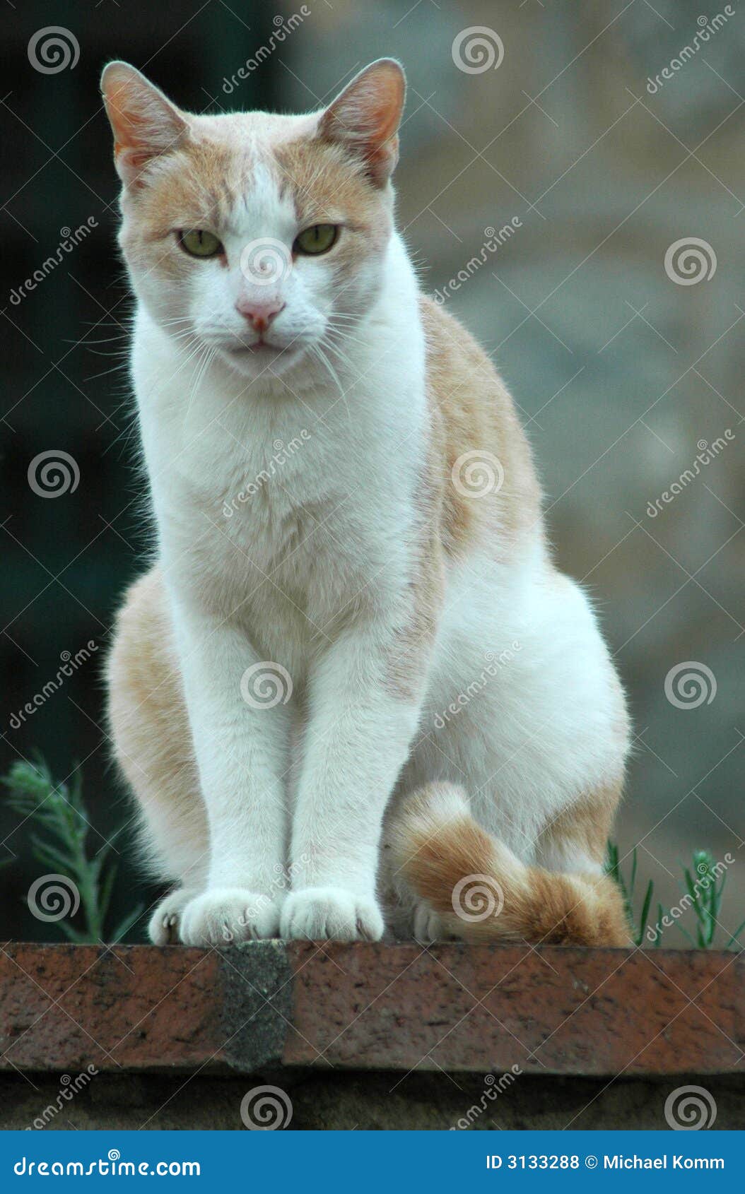 Un gatto bianco pronto per un attacco