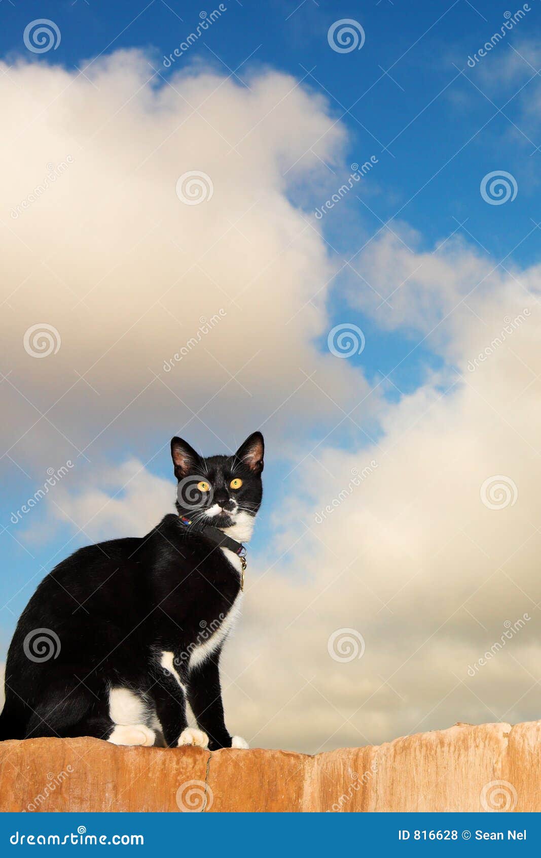 Gatto #4. Un gatto in bianco e nero che si siede su una parete.