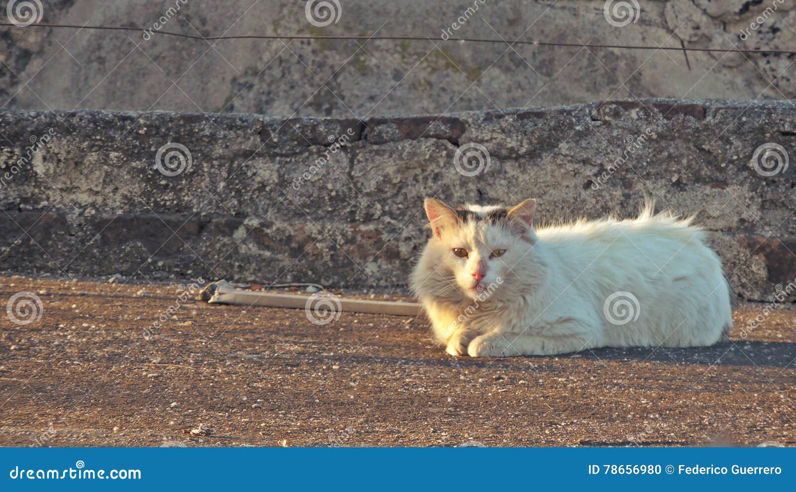 Gatto che posa sul tetto