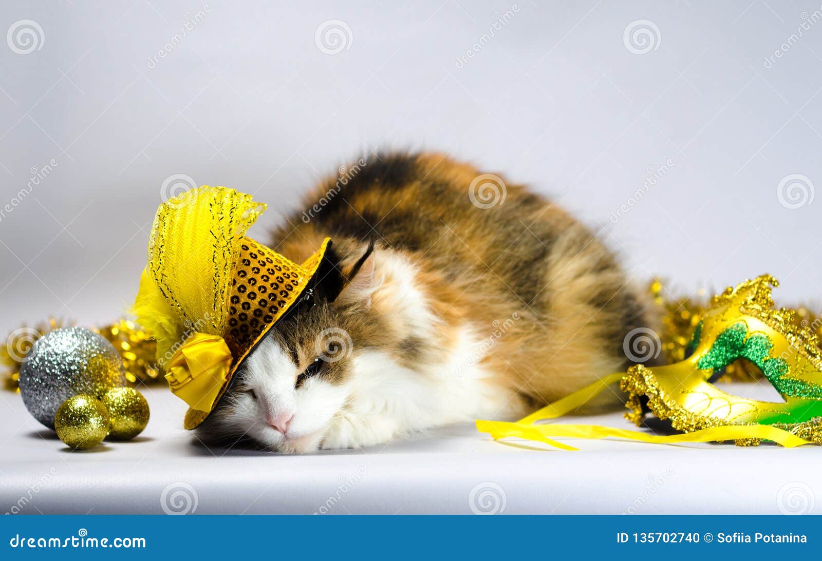 Gatto Cattivo in Un Cappello Giallo Di Carnevale Con Gli Zecchini E Una  Piuma N Fotografia Stock - Immagine di arco, vestito: 135702740