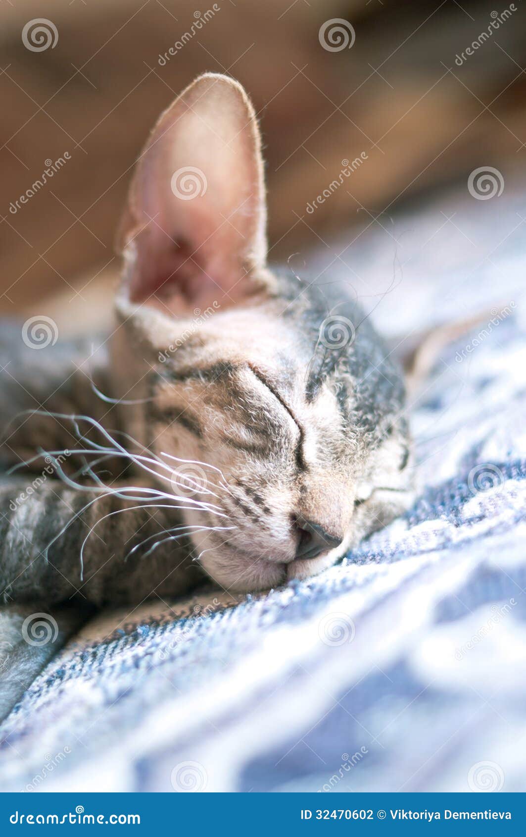 Gatto che dorme a casa fotografia stock. Immagine di gatto - 32470602