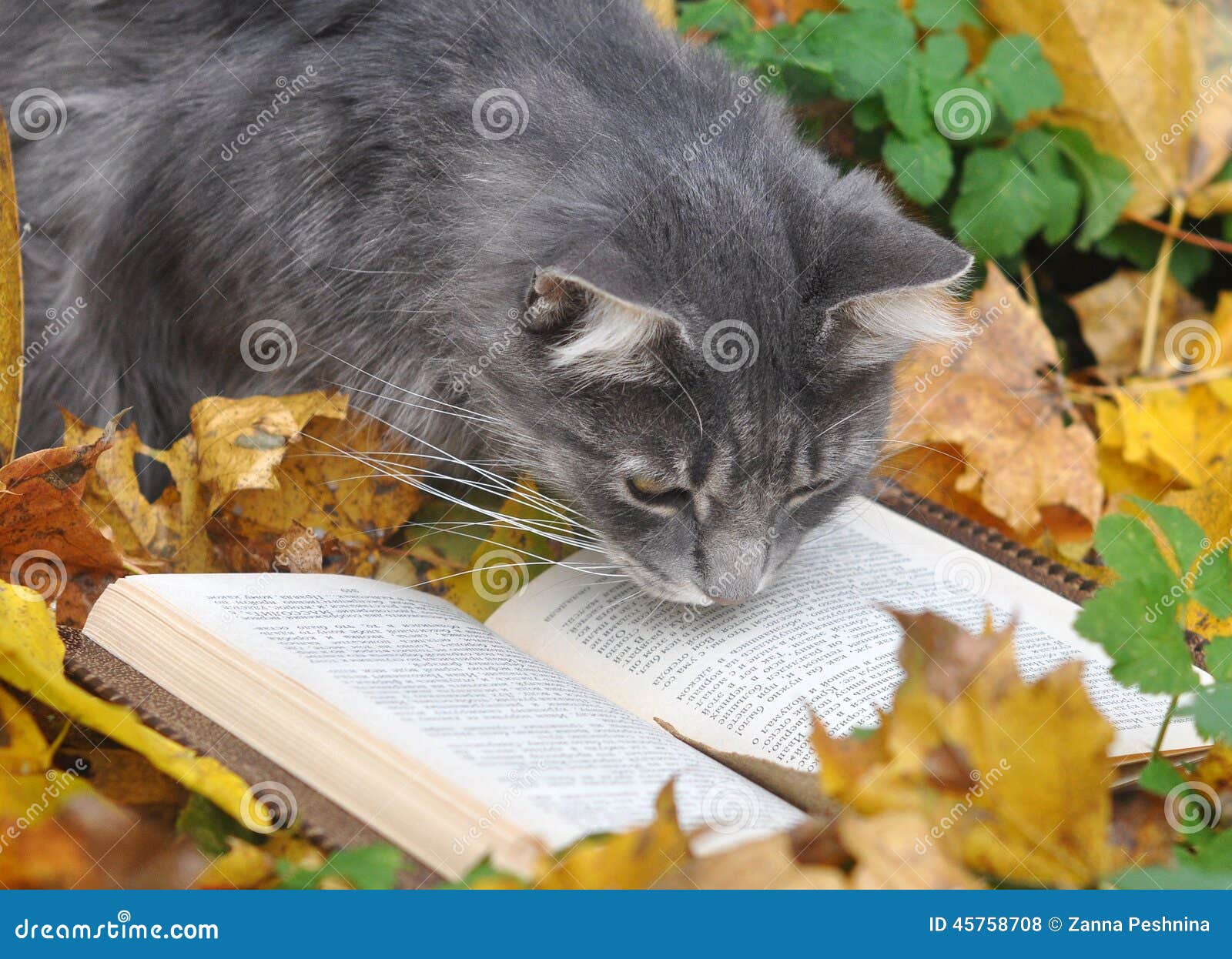 Gatto che legge un libro fotografia stock. Immagine di animale - 45758708