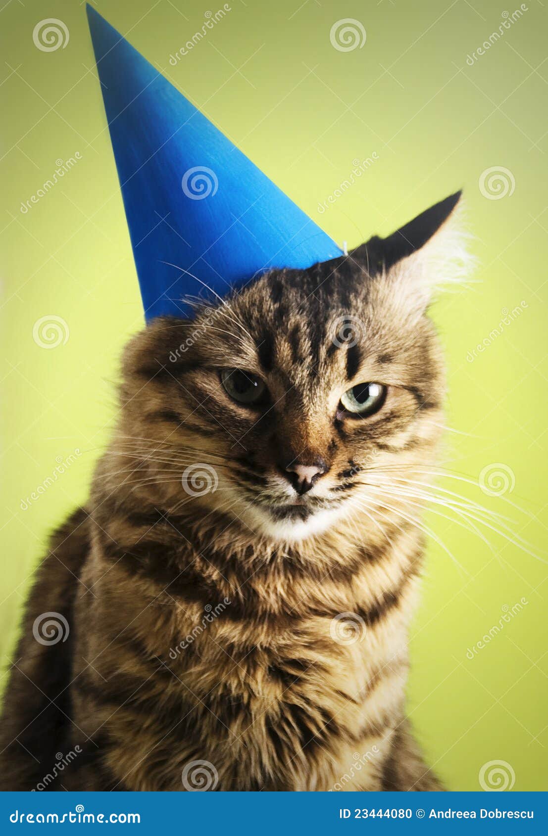 Gatto Con Il Cappello Del Partito Fotografia Stock - Immagine di  affascinare, ritratto: 23444080