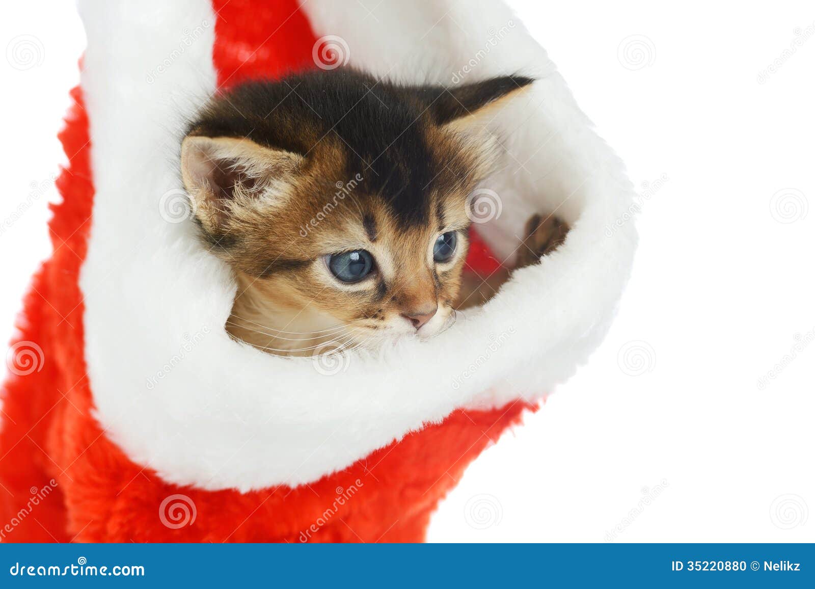 Gatto Buon Natale.Gatto Di Buon Natale Con Il Cappello Di Santa Su Bianco Fotografia Stock Immagine Di Closeup Isolato 35220880