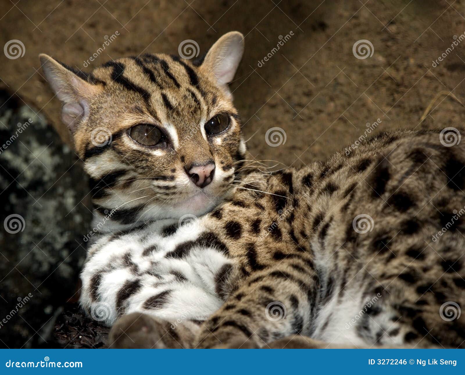 Gatto di Civet fotografia stock. Immagine di civetta, menzogne 3272246