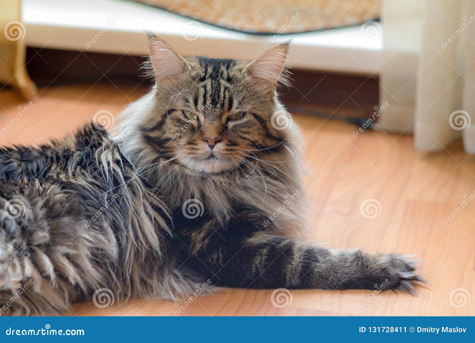 Ritratto di un gatto di Maine Coon sul pavimento