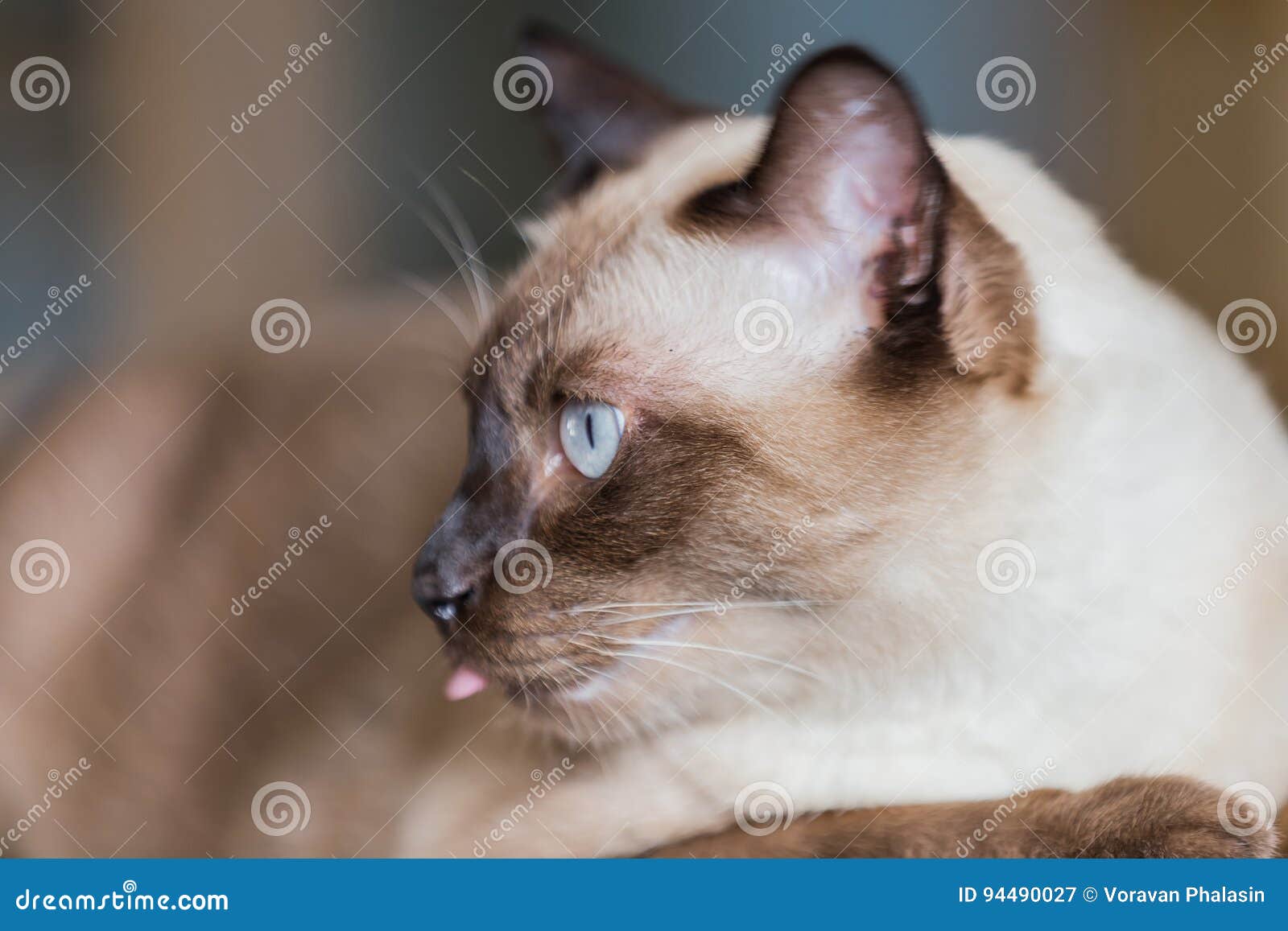 Gatto Di Marrone Di Guarnizione O Del Gatto Siamese Con Gli Occhi