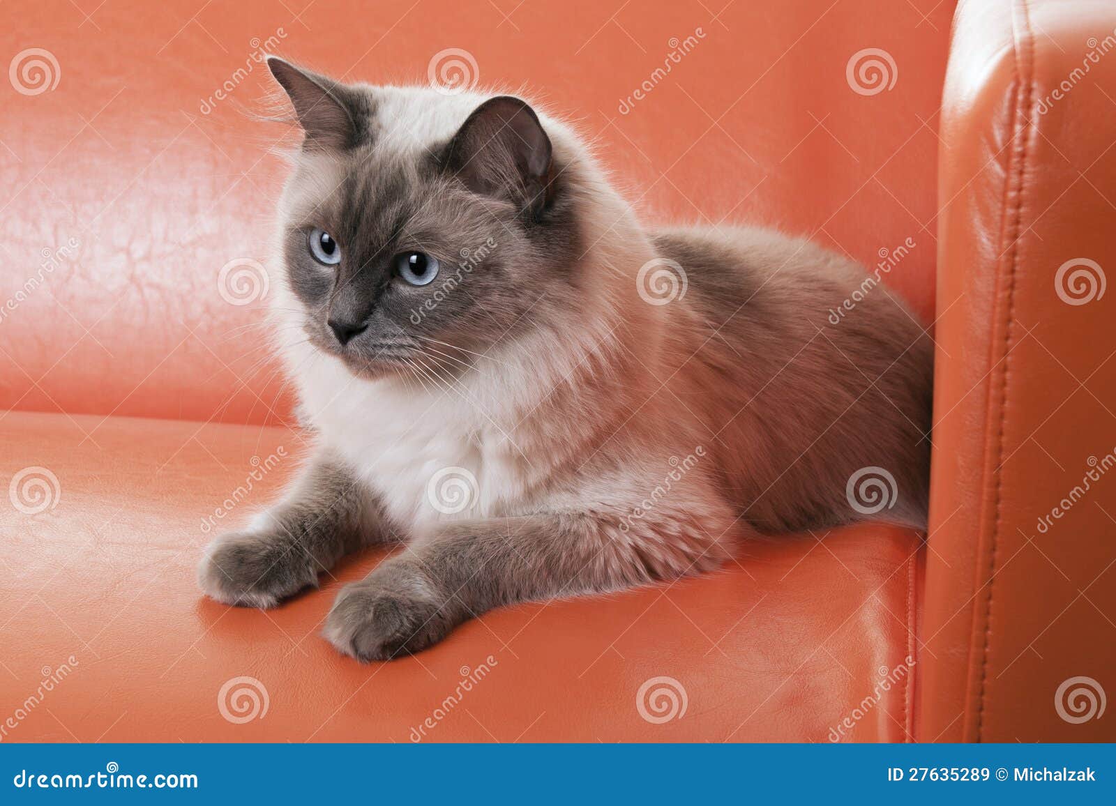 Gatto di Ragdoll immagine stock. Immagine di mobilia - 27635289