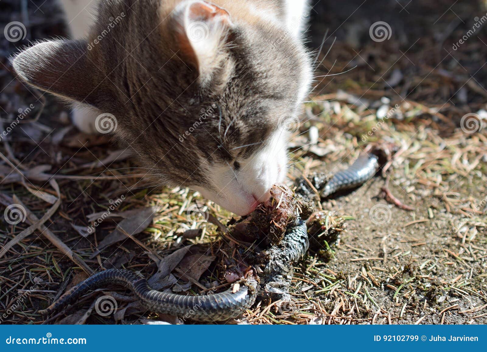 Gatto Domestico Che Mangia Serpente Immagine Stock - Immagine di preda,  uccisione: 92102799