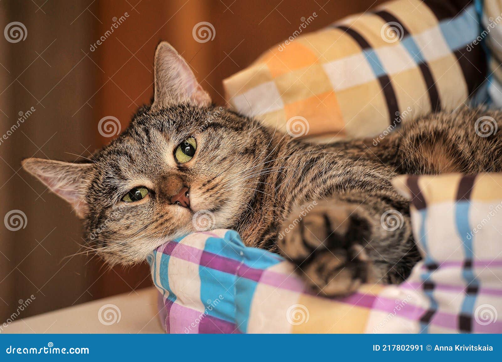 Gatto Domestico Sdraiato Su Una Coperta Immagine Stock - Immagine di gatto,  coperta: 217802991