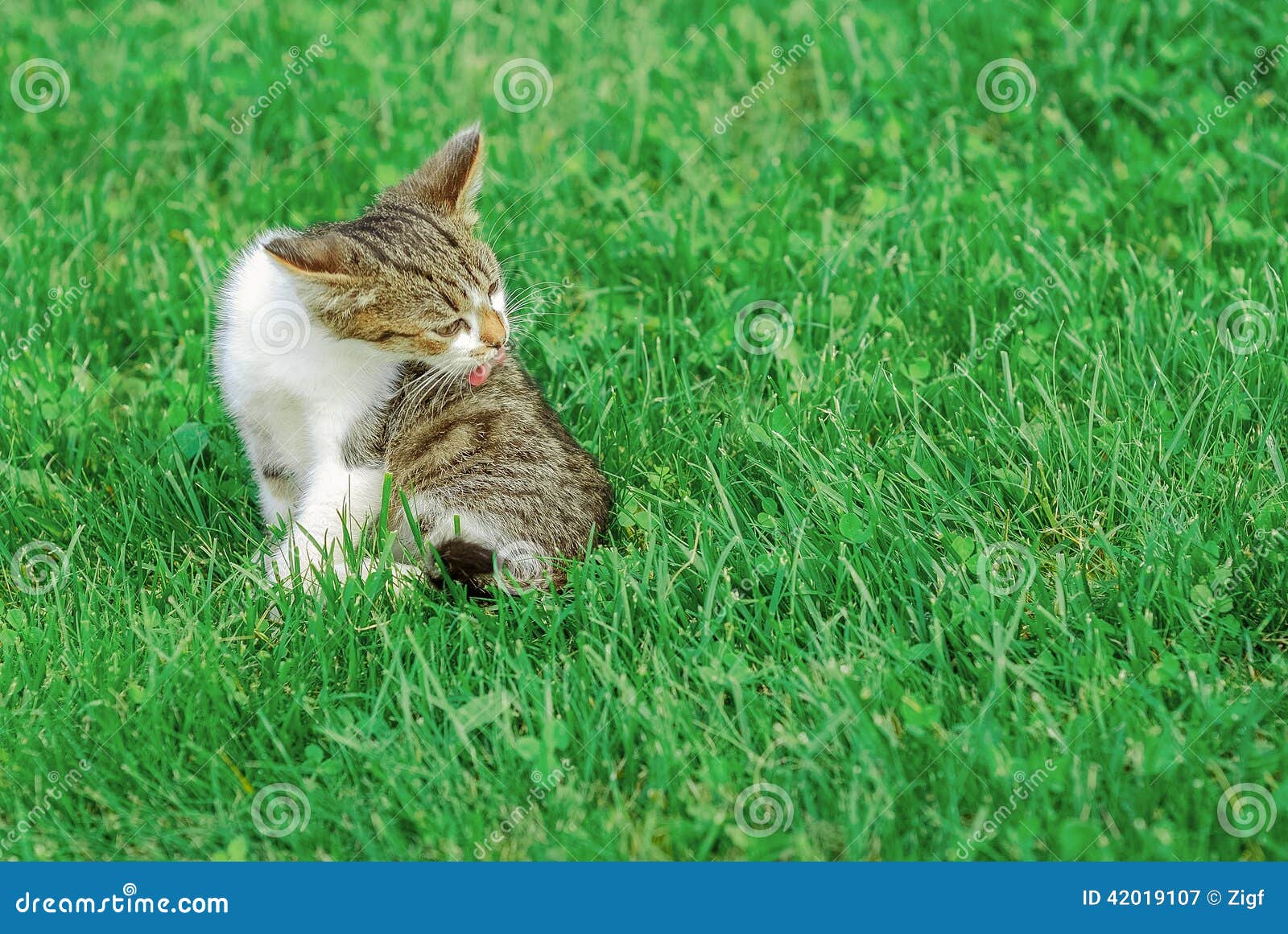 Gatto in erba. Bello gatto nel giardino verde dell'estate della città