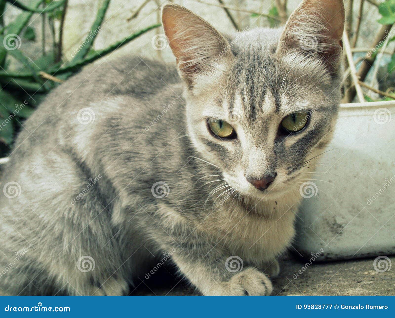 Gatto grigio. Bei gris grigi di gata del gatto