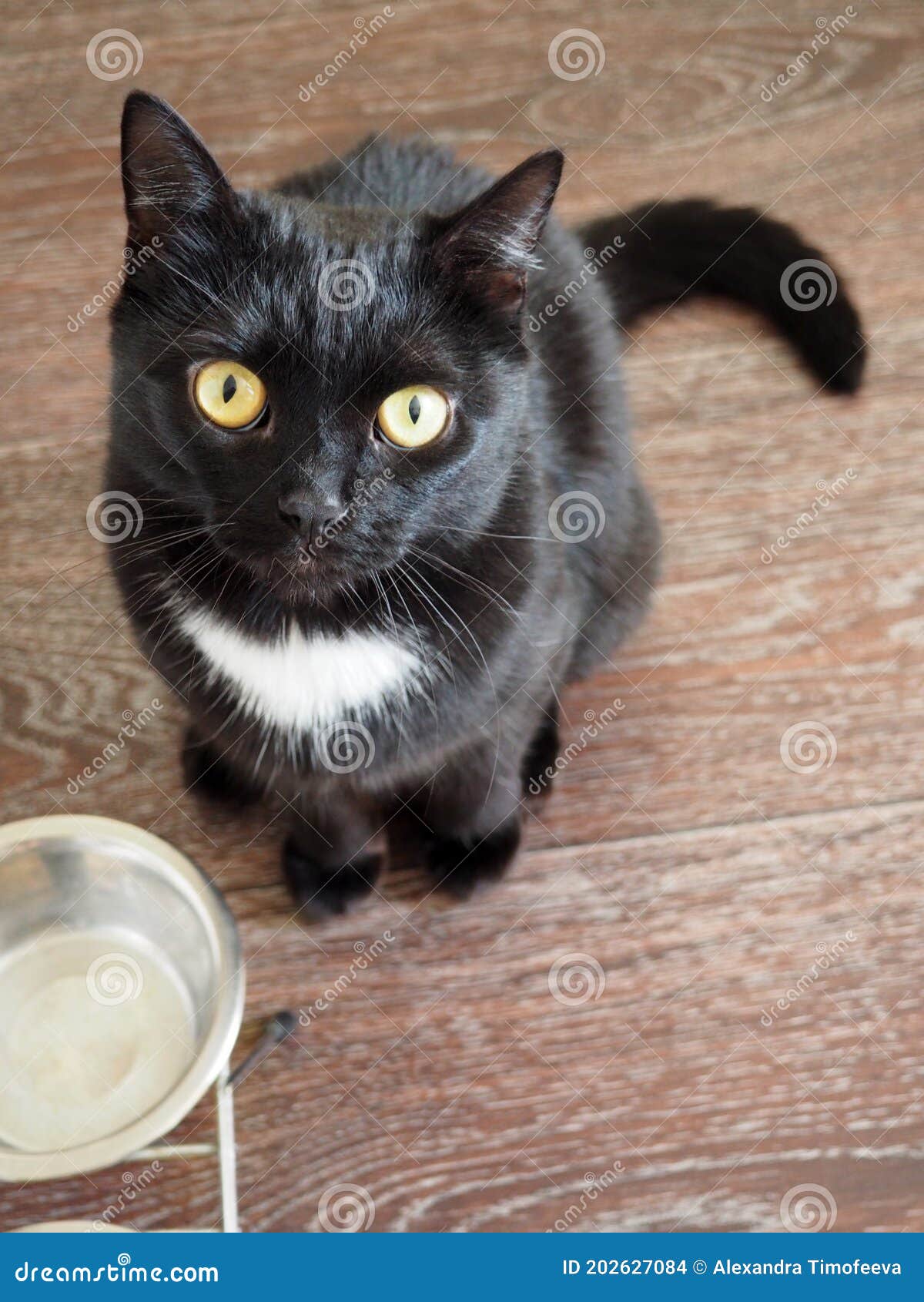 Simpatico gatto nero con occhi gialli coperta morbida per tutte le