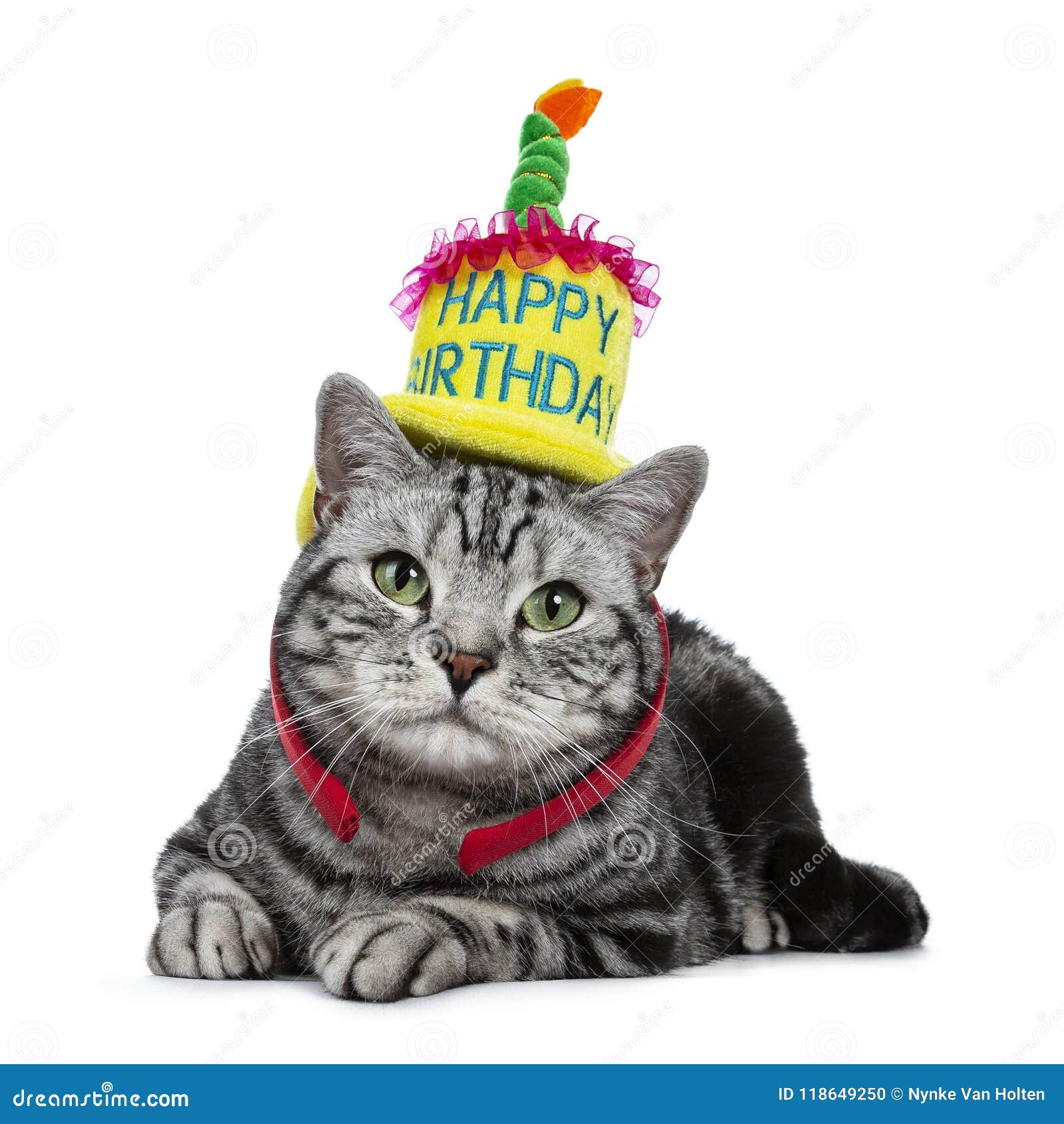 139 Gatto Di Buon Compleanno Foto Foto Stock Gratis E Royalty Free Da Dreamstime