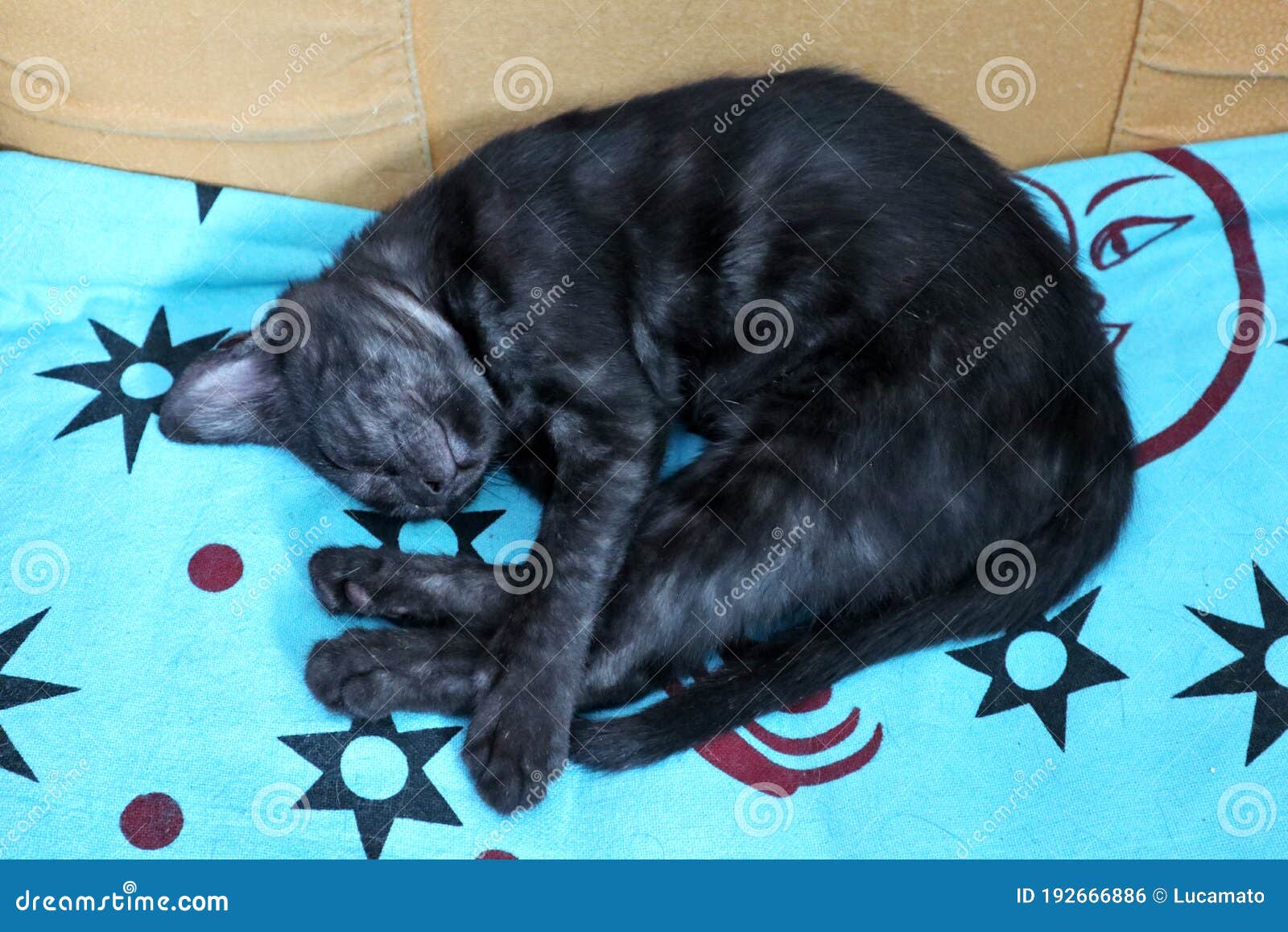 gatto nero che dorme in poltrona