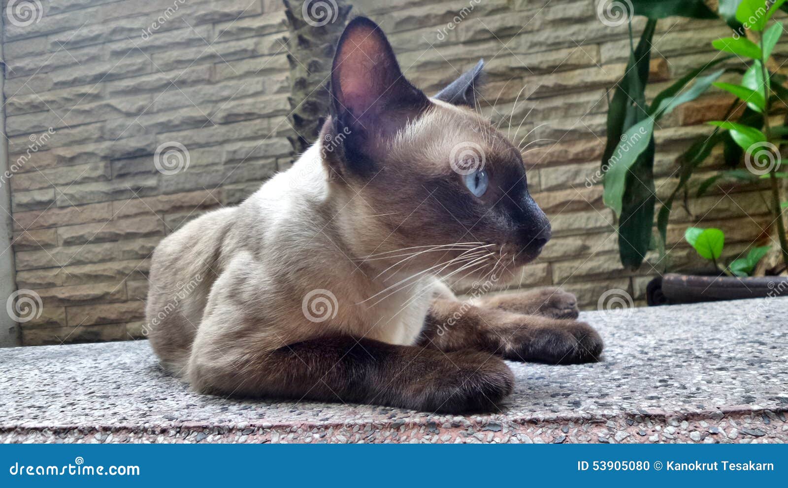 Gatto Siamese Sul Banco Del Giardino Fotografia Stock Immagine Di