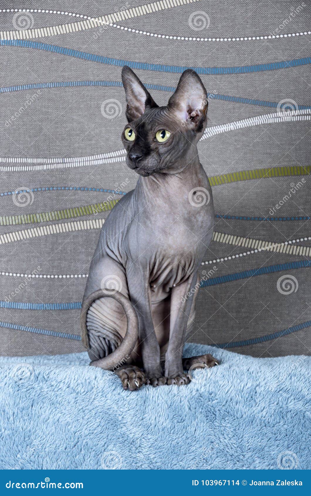 Gatto Sphynx Canadese Nero Fotografia Stock Immagine Di Nazionale 103967114