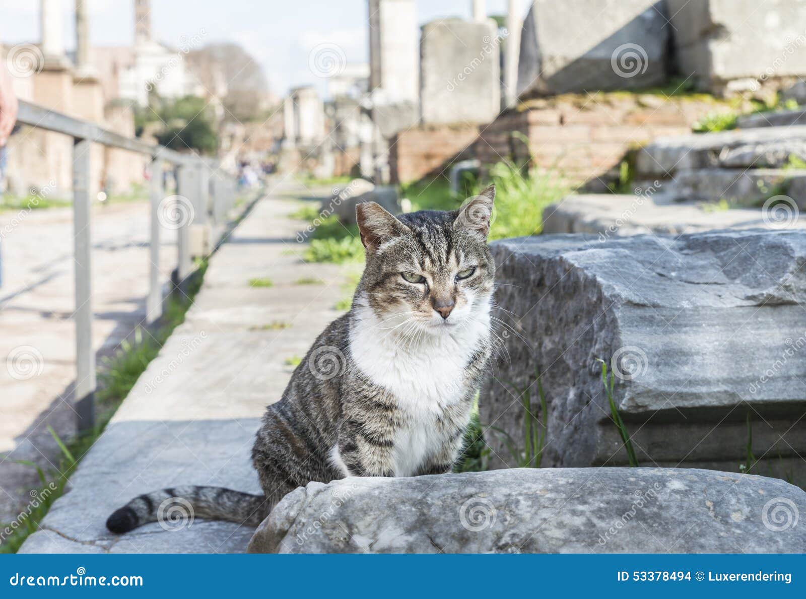 Gatto Sulla Pietra Tribuna Romana Roma Fotografia Stock Immagine Di Romana Gatto