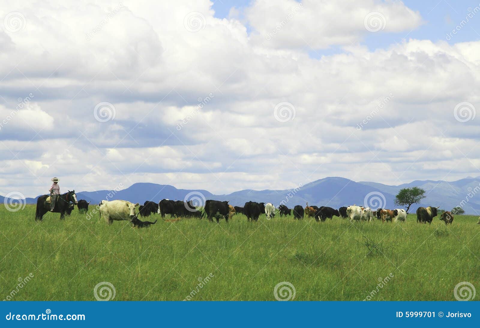 gaucho herding cows near salta, argentina
