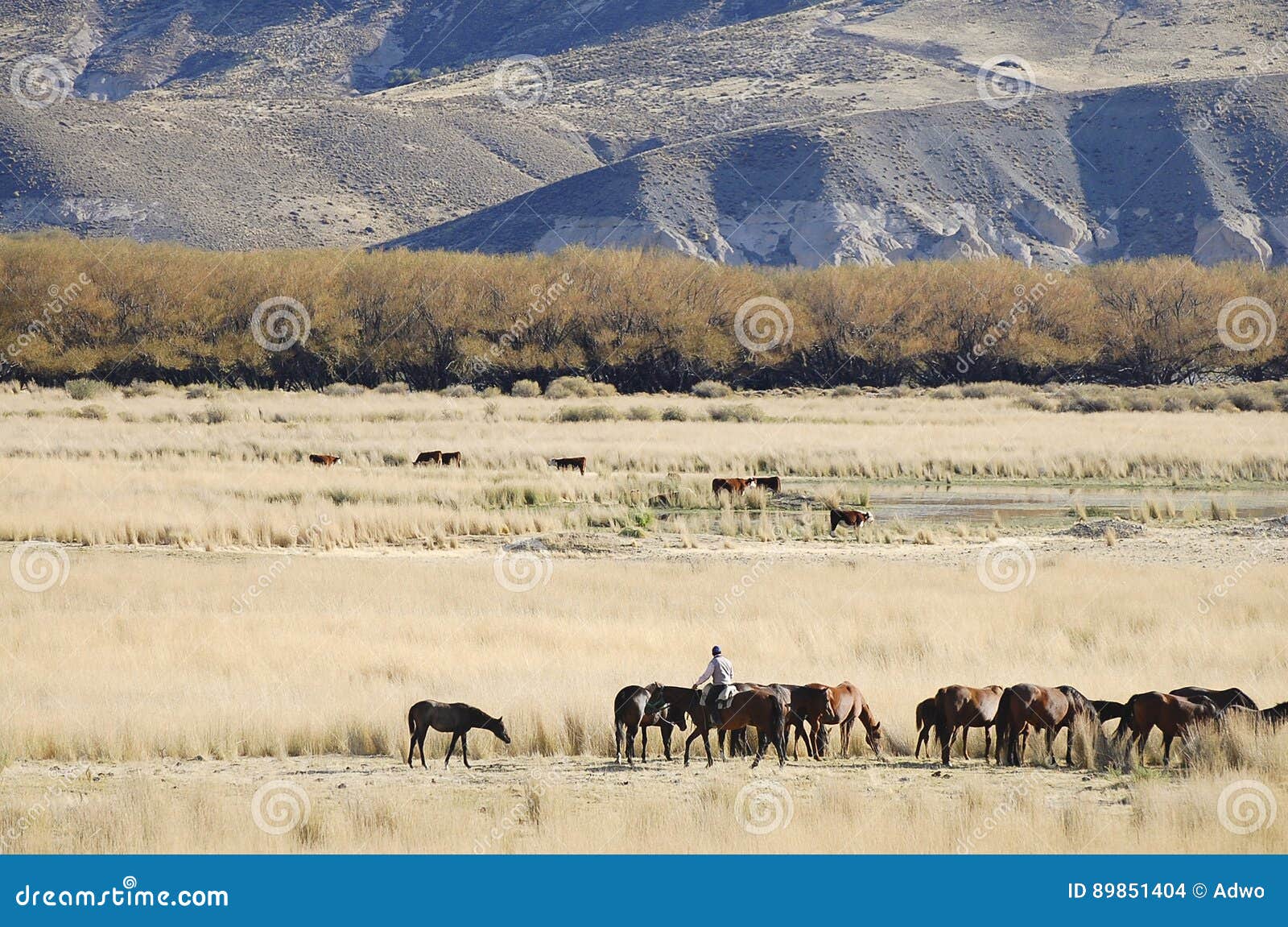 gaucho in patagonia - argentina