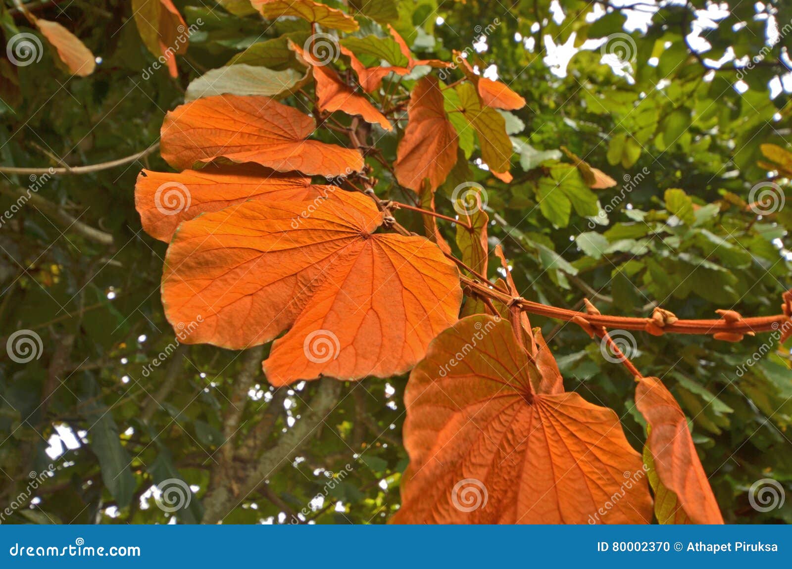 gaudy color of wild vine leaves on the tree