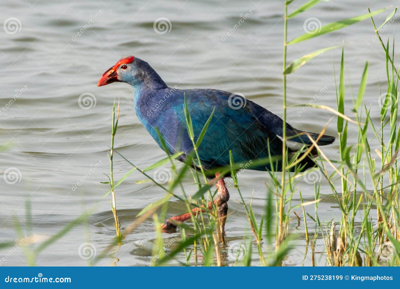 Gaufre. Porphyrio poliocephalus à tête grise dans l'eau au lever du soleil