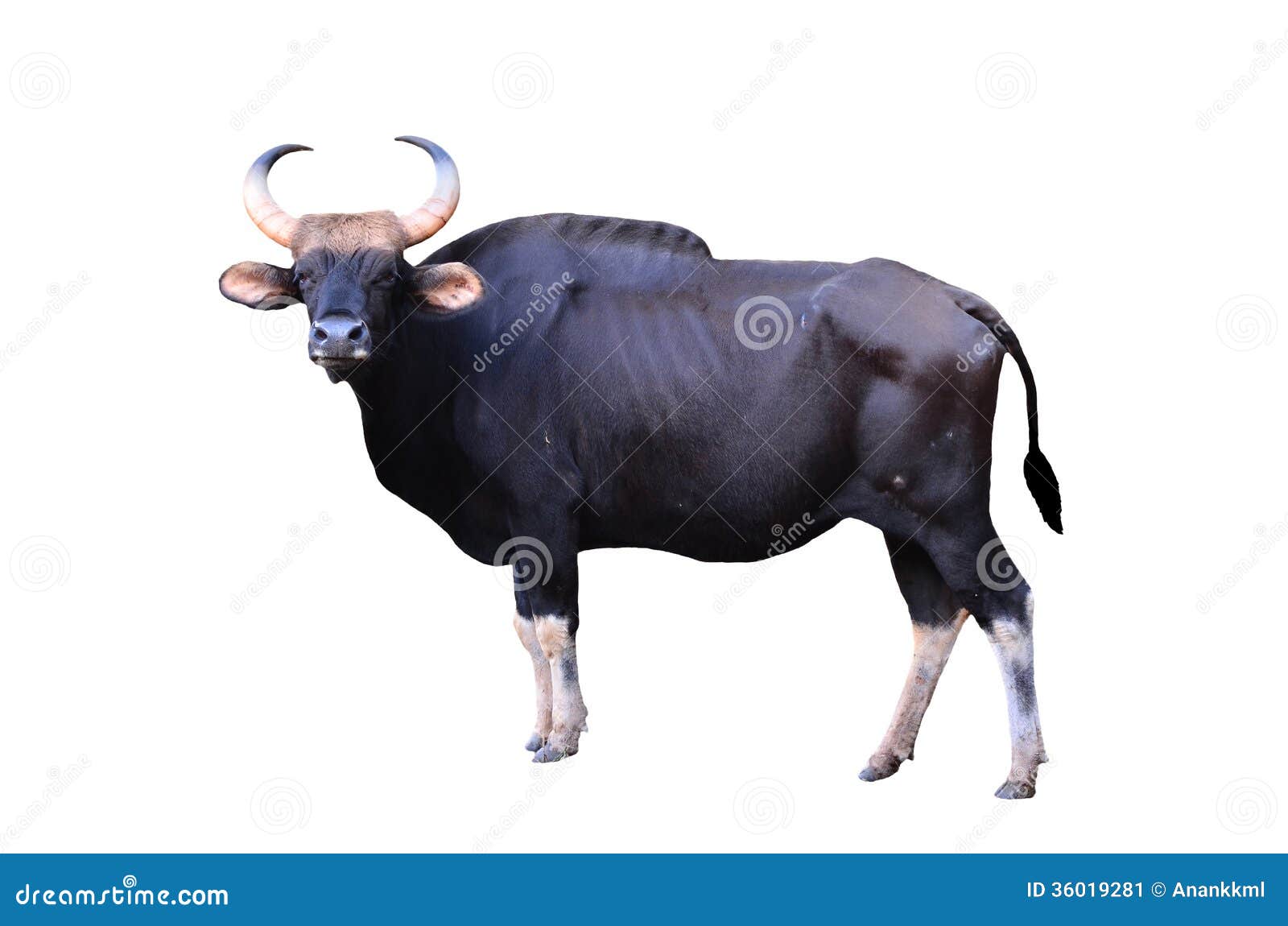 gaur 