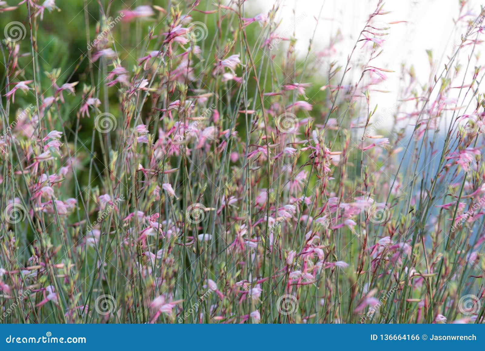 gaura belleza flowers moving in the wind