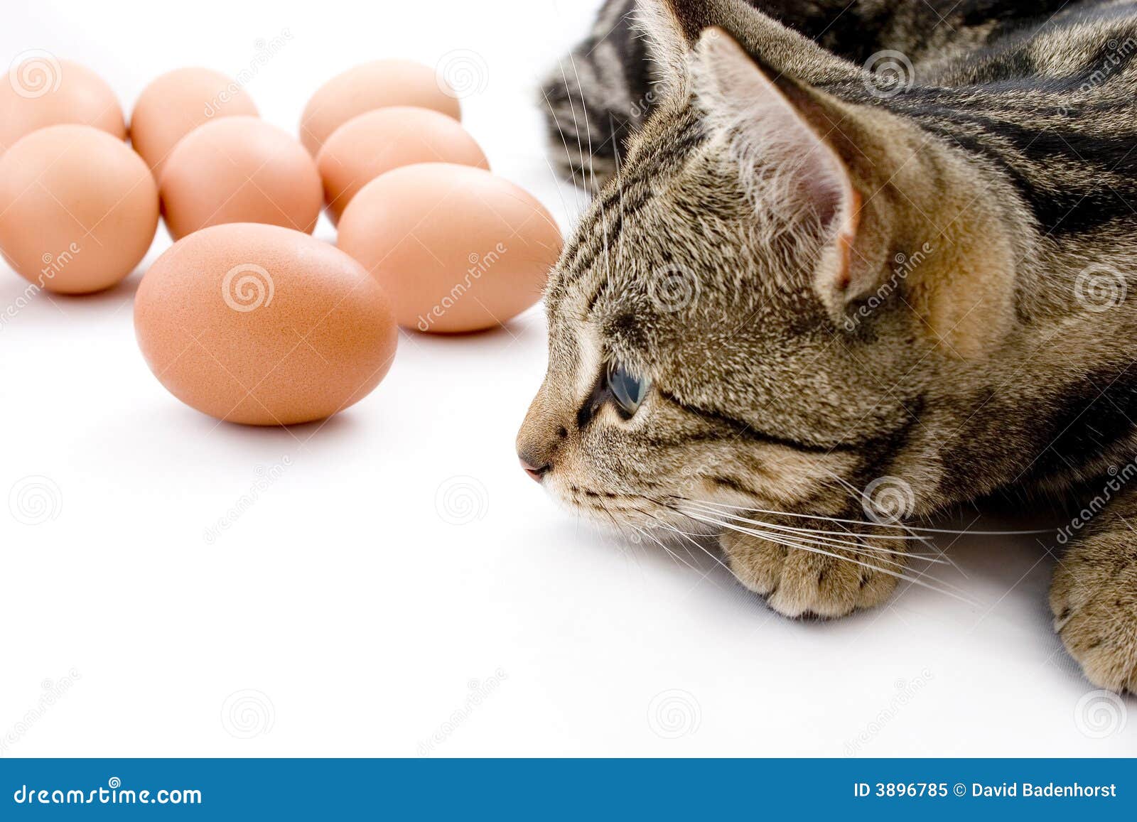 Можно коту яйцо. Кошачьи яйца. Фотообои кошачьих яиц.