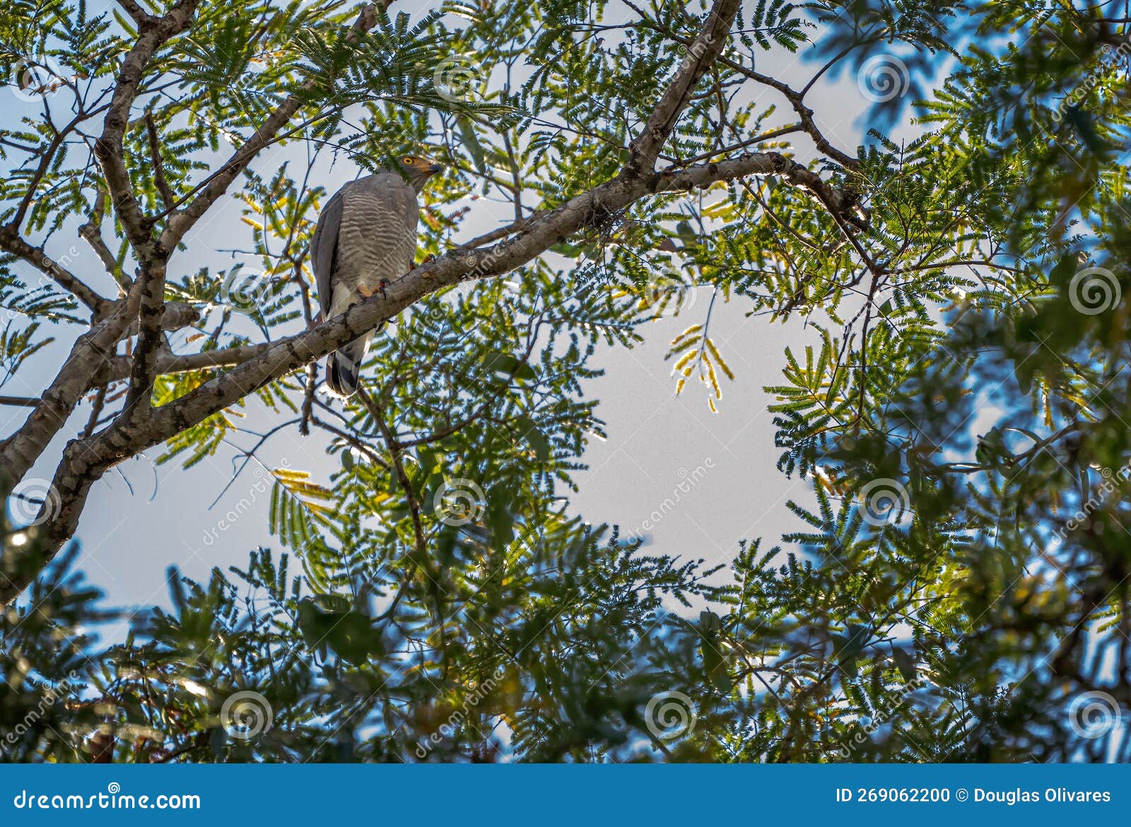 gavilan jabao, also known roadside hawk, perched on a branch.