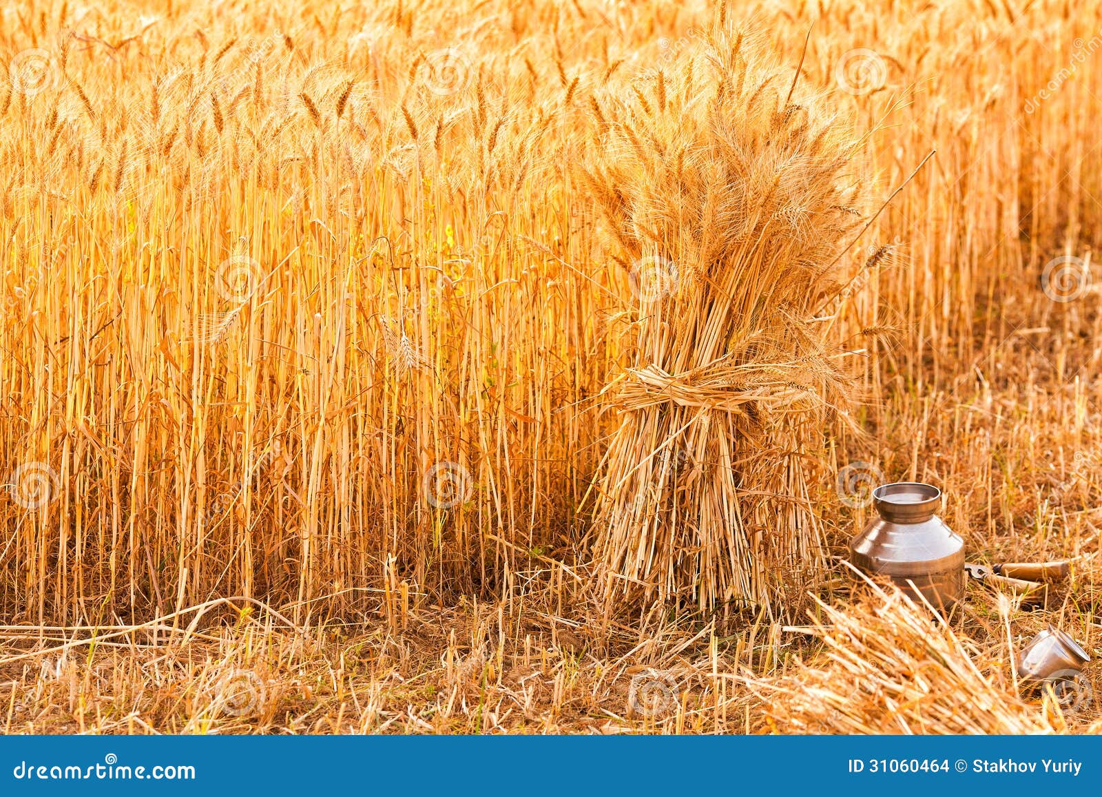 Gavillas de trigo maduro foto de archivo. Imagen de alimento 31060464