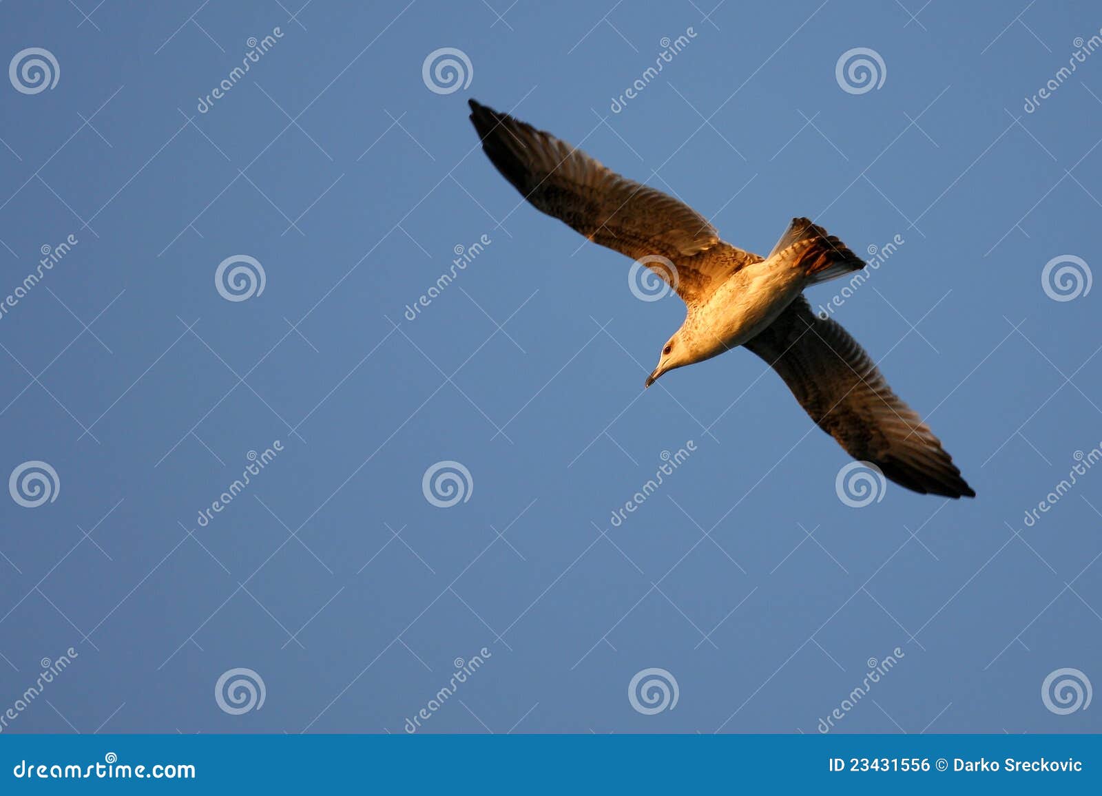 Vuelo de la gaviota en el cielo azul