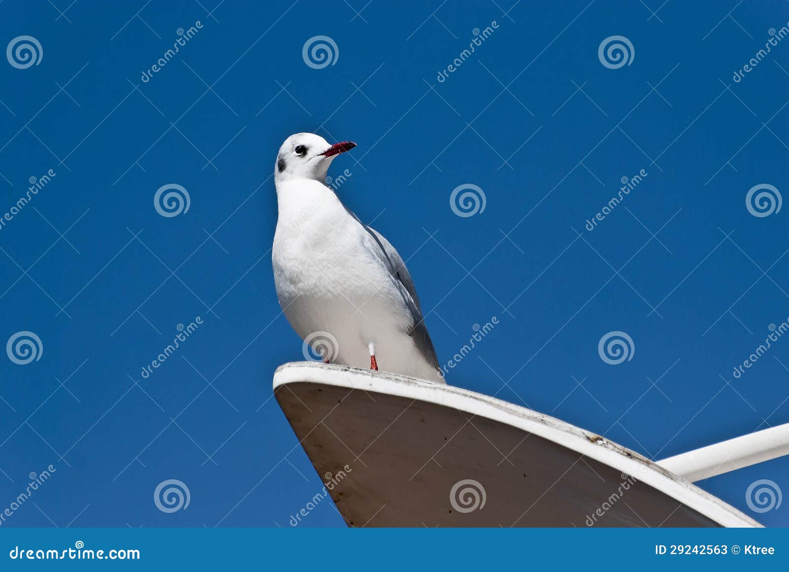 Gaviota imagen de archivo. Imagen de envergadura, corvallis 29242563