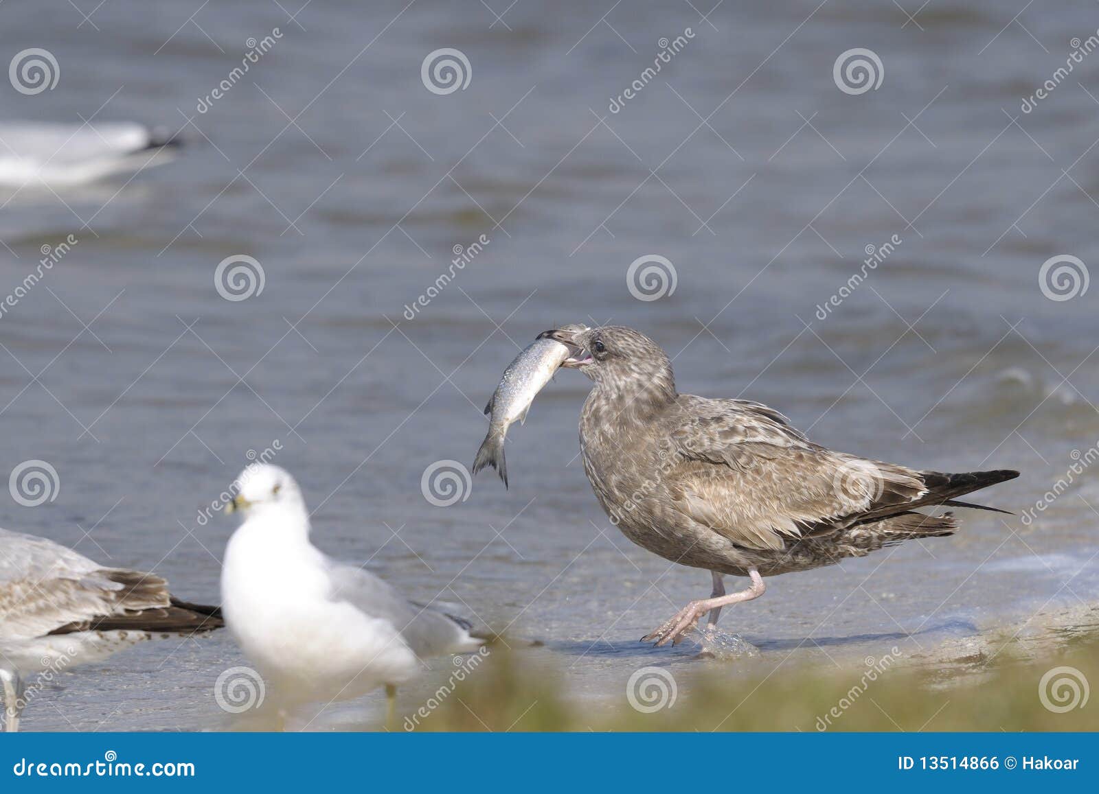 Gaviota Anillo-mandada la cuenta, delawarensis del larus con un pescado