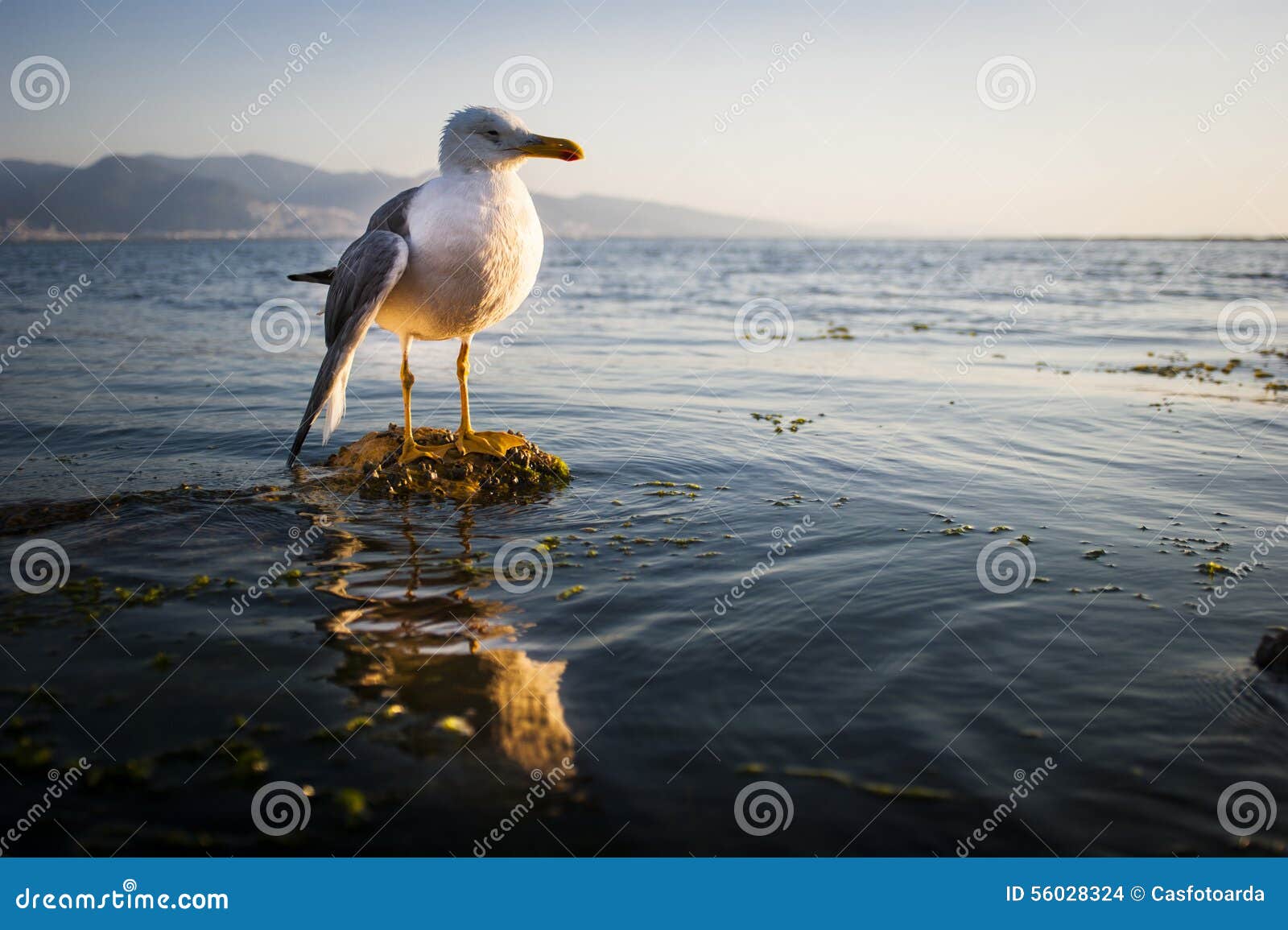 DIER 1 2025 - Gekooide vogels: weinig vrijheid, veel problemen by  Nederlandse Vereniging tot Bescherming van Dieren - Issuu, image size:1600x1155