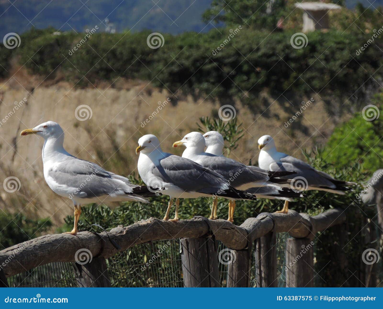 Gaviota encaramada. La gaviota se encaramó en la cerca en el d'Elba de Isola, Toscana, Italia