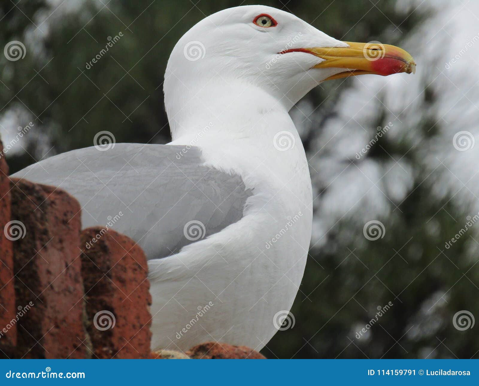 gaviota