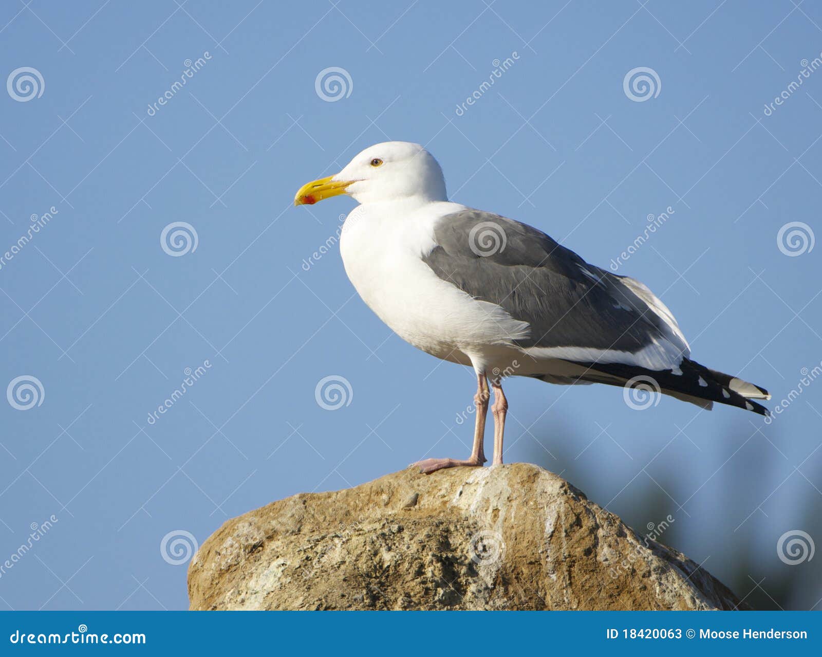 Gaviota Occidental, Occidentalis Del Larus Imagen de archivo Imagen