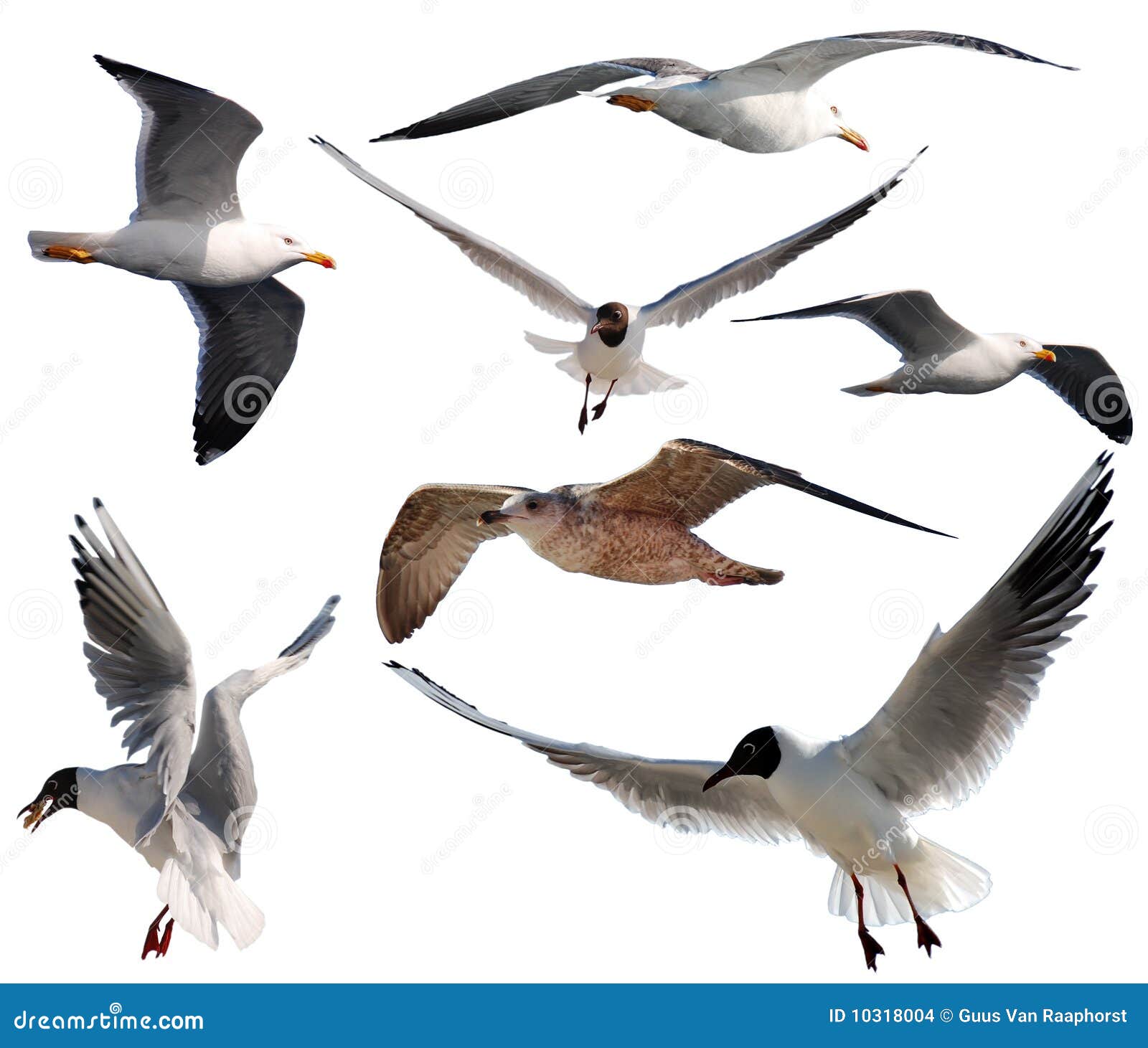 Gaviotas del vuelo foto de archivo. Imagen de conjunto 10318004