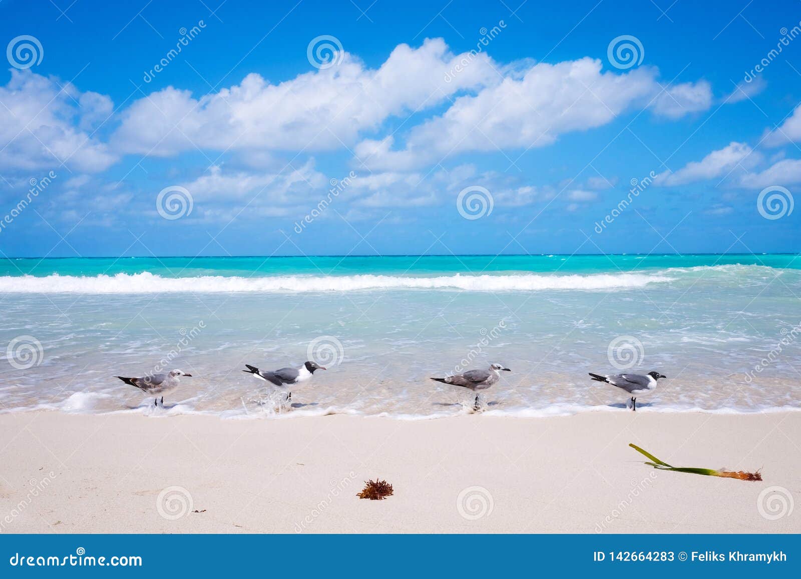 Gaviotas Paradas a Orillas Del Mar En La Playa De Varadero, Cuba Imagen de archivo - Imagen de agua: 142664283