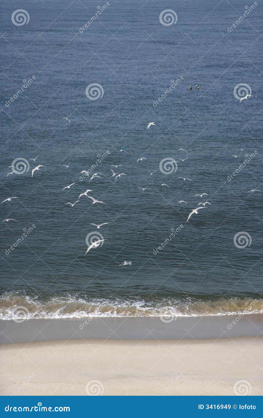 Gaviotas que vuelan en la playa. Vista aérea de la multitud de gaviotas en vuelo sobre la playa.