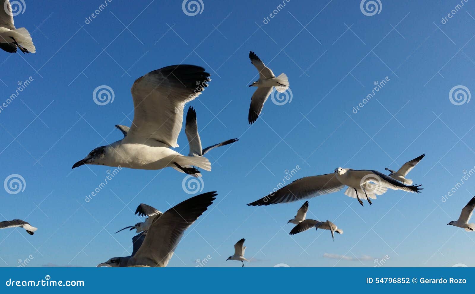 gaviotas