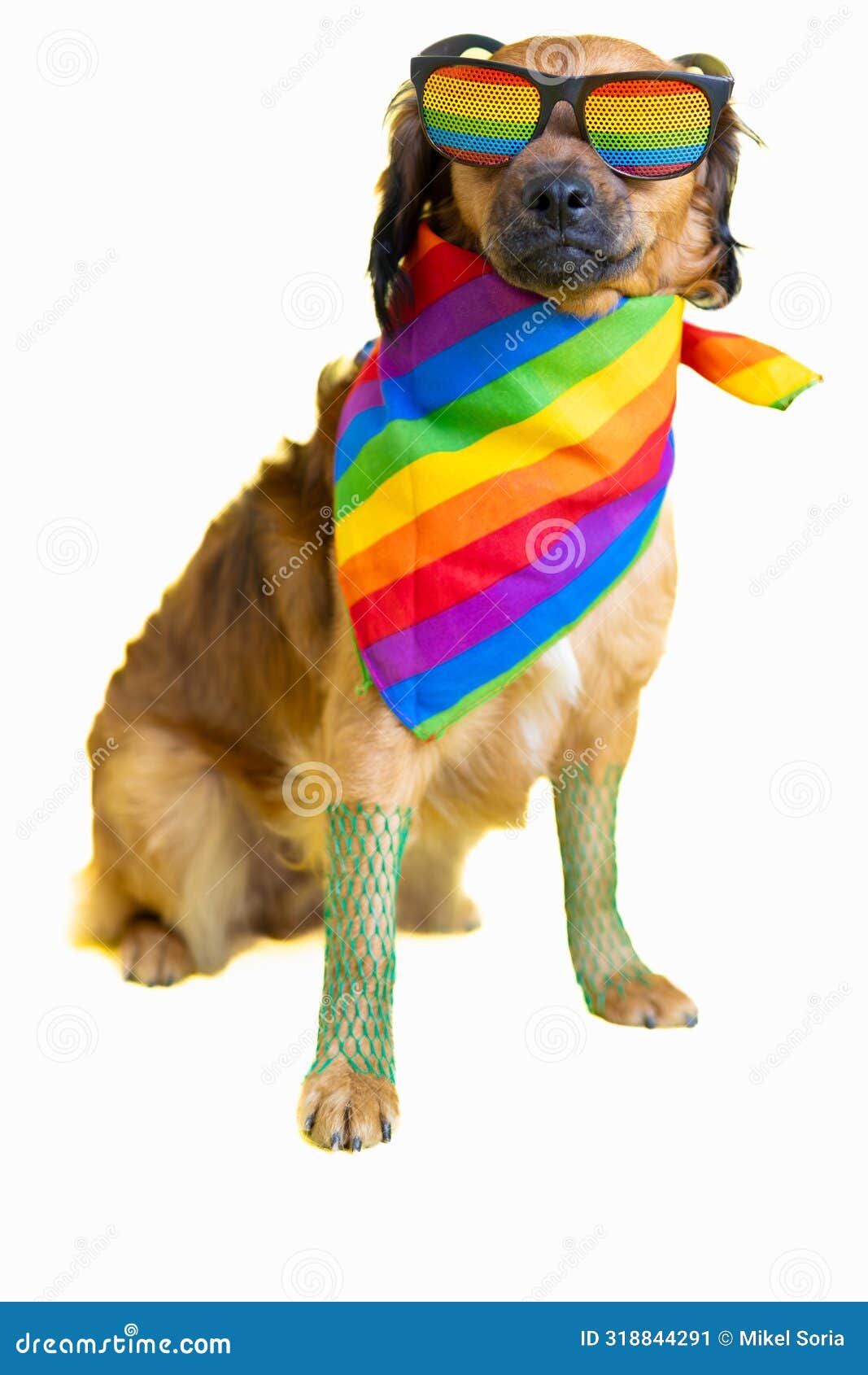 721 Gay Pride Dog Stock Photos Free Royalty Free Stock Photos from Dreamstime